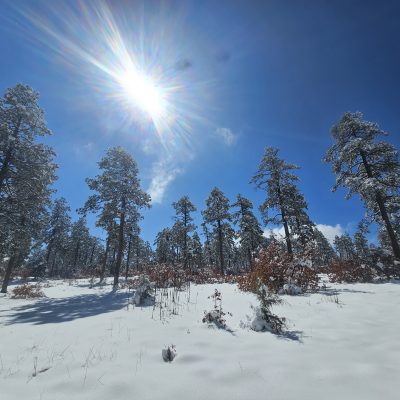 Sunny winter day in snowy forest landscape.
