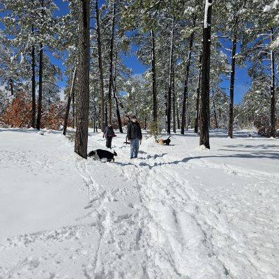 People walking dogs in snowy forest trail