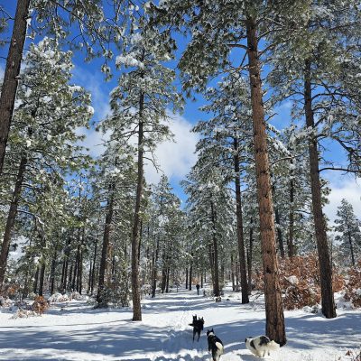 Snowy pine forest with dogs under blue sky.