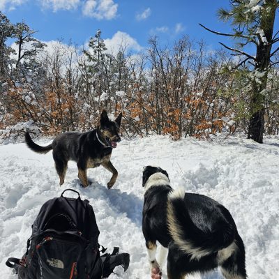 Dogs playing in snow with trees in background.