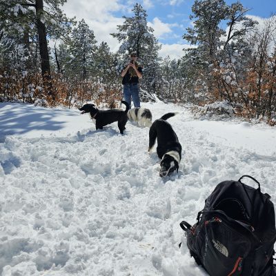 Person with dogs in snowy forest hike.