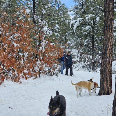 People walking dogs in snowy forest trail