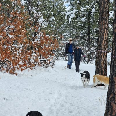 People walking dogs in snowy forest scene.