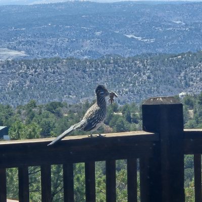 Roadrunner with lizard on wooden railing, mountain view.