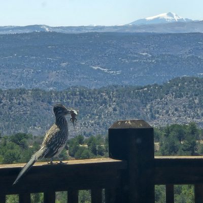 Roadrunner on rail with mountains in background.