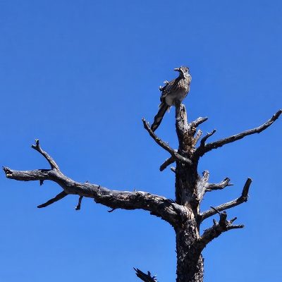Bird perched on dead tree under blue sky.