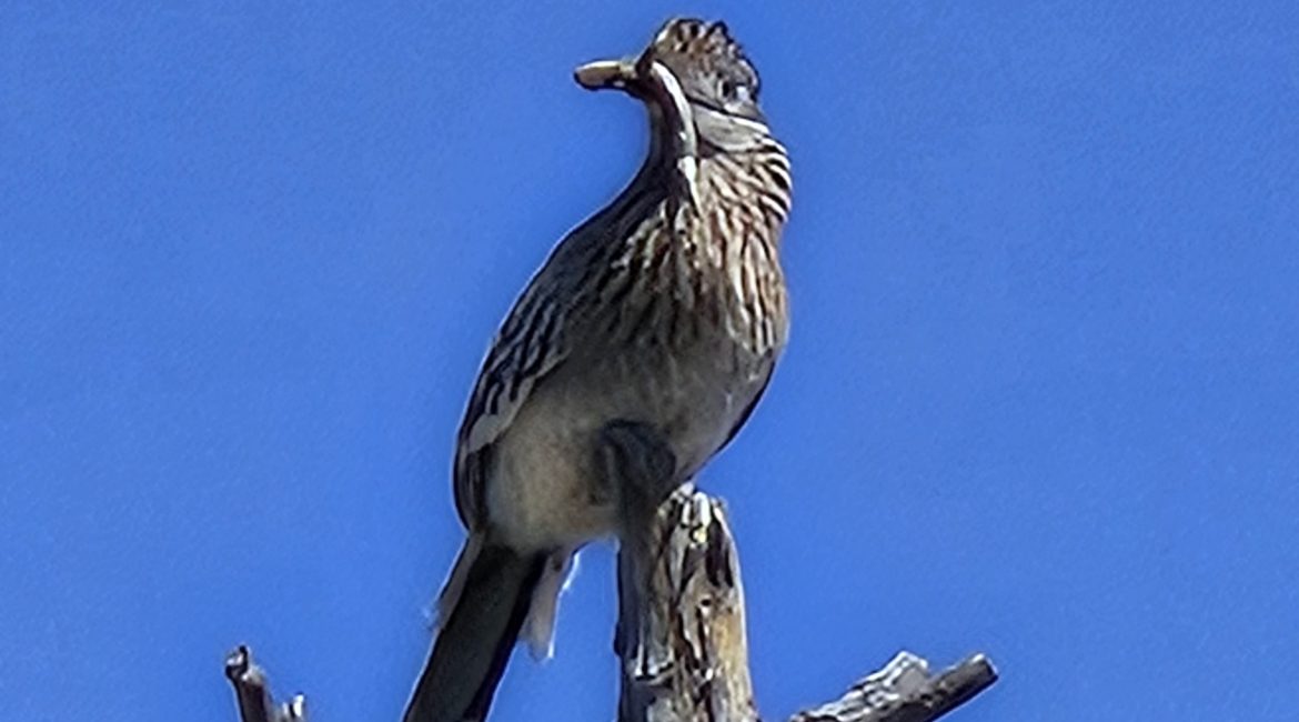 Roadrunner perched on a tree branch