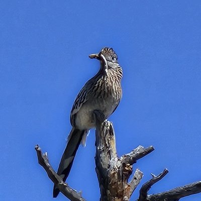 Roadrunner perched on a tree branch
