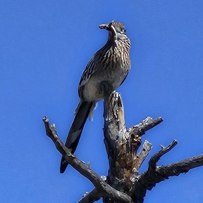 Roadrunner perched on a tree branch.