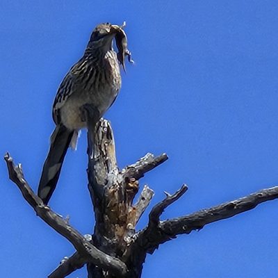 Roadrunner perched with prey in beak on branch.