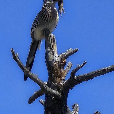 Bird perched on branch with prey in beak.