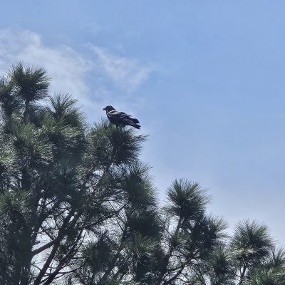 Black crow perched on green pine tree.
