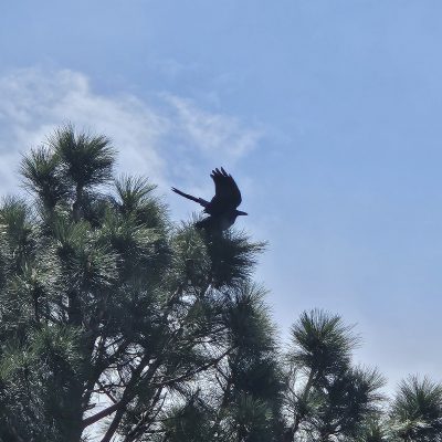 Black bird on tree branch against blue sky