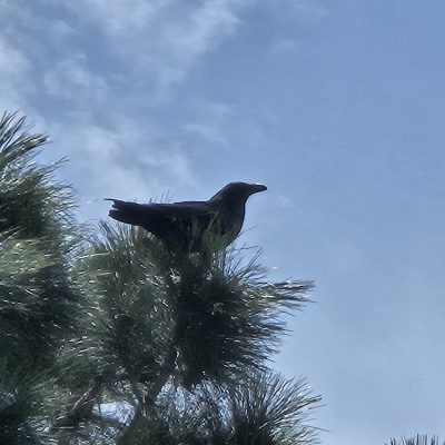 Crow perched on pine tree branch