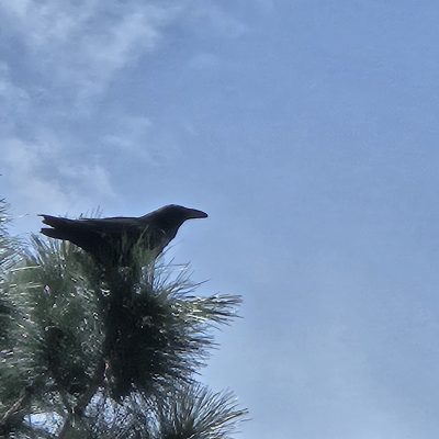 Black bird perched on a tree branch.