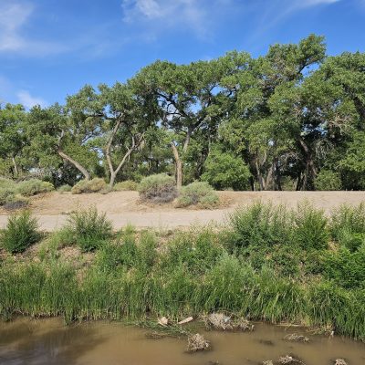 Riverbank with lush green trees and blue sky.