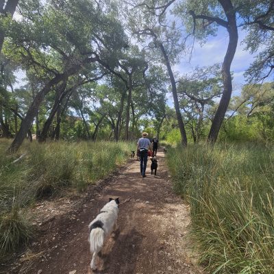 People and dogs walking on forest trail.