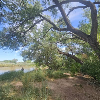 Shady riverside with large trees and grass.