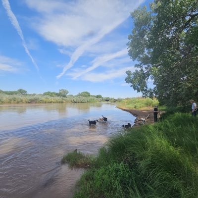 Dogs playing by the river on a sunny day.