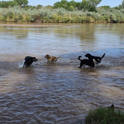 Dogs playing in a river with trees behind.