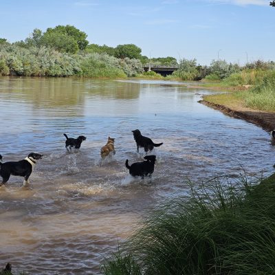 Dogs playing in a river on a sunny day.