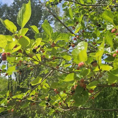Ripe berries on a sunlit tree branch.