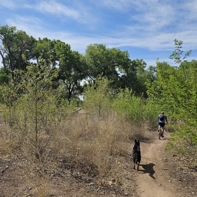 Person biking with dog through forest trail.