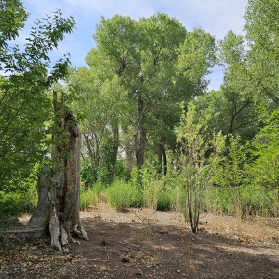 Sunny forest with tree stump and lush greenery.