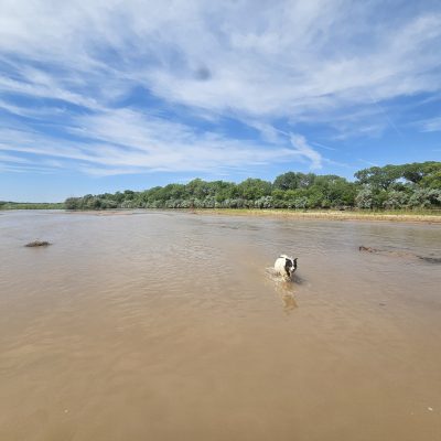 Dog running through shallow river under blue sky.