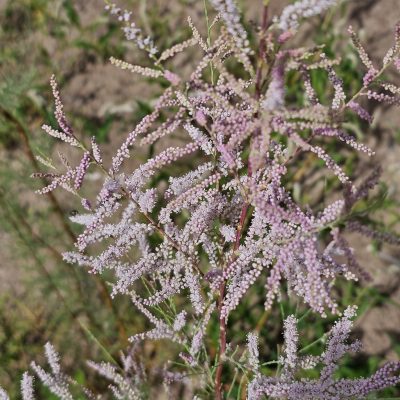 Pink tamarisk plant in dry soil background.