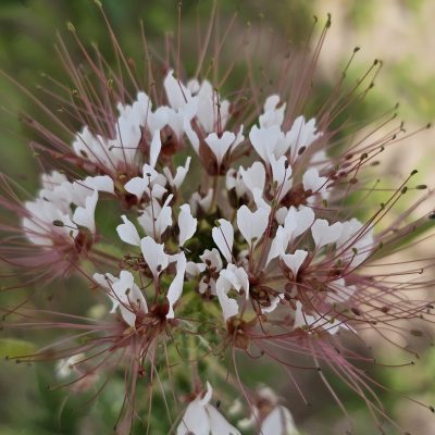 Close-up of white wildflower with pink stamens.