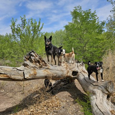 Four dogs standing on a fallen log in woods.