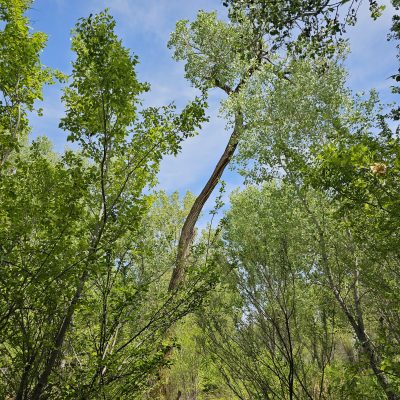 Tall trees with green leaves under blue sky.
