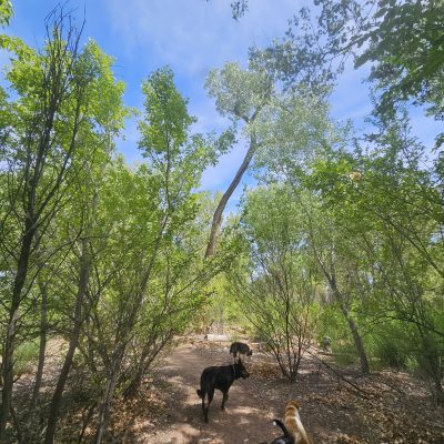 Dogs walking on forest path under trees.
