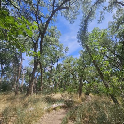 Sunny path through dense forest with green trees.