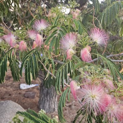 Pink fluffy flowers on green leafy tree branch.
