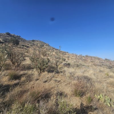 Desert landscape with dry bushes and blue sky.