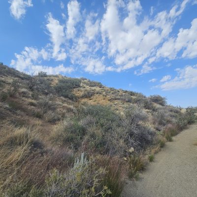 Desert landscape with bushes and a sandy path.